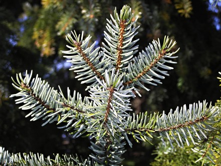 smrek omorikový (Picea omorica) - vetvička s ihlicami