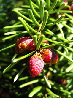 smrek omorikový (Picea omorica)  - ♂ šištice