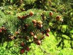 smrek omorikový (Picea omorica)  - ♂ šištice