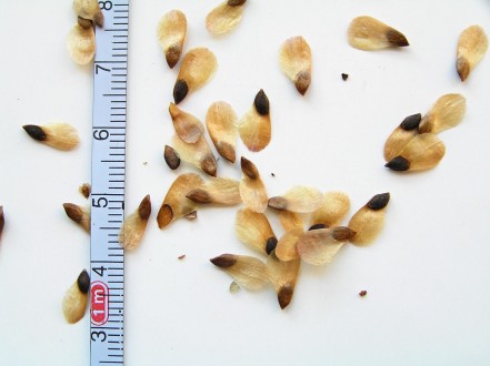 smrek omorikový (Picea omorica) - semeno