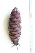 smrek omorikový (Picea omorica) - šiška