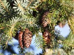 smrek omorikový (Picea omorica)