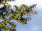 smrek omorikový (Picea omorica)
