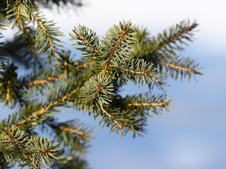 smrek omorikový (Picea omorica)