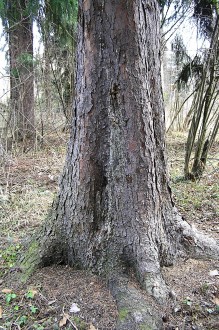 smrek omorikový (Picea omorica) - borka