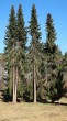 smrek omorikový (Picea omorica) - Hrádocké arborétum