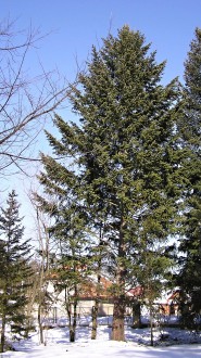 duglaska tisolistá (Pseudotsuga menziesii) - Arborétum Liptovský Hrádok