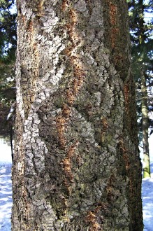 duglaska tisolistá (Pseudotsuga menziesii) - borka