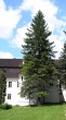 duglaska tisolistá (Pseudotsuga menziesii) - Kaštieľ vo Svätom Antone
