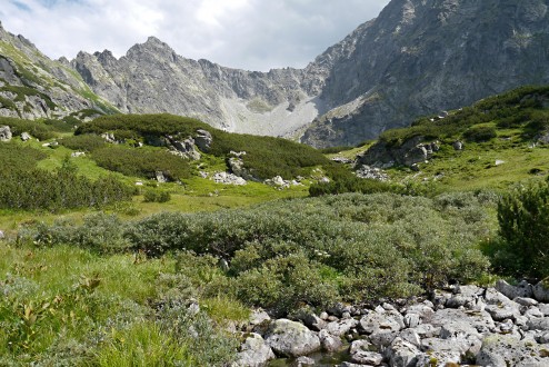 vŕba švajčiarska (Salix helvetica) - okolo horskej bystriny