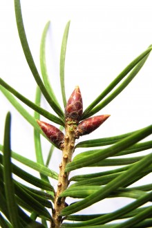duglaska tisolistá (Pseudotsuga menziesii)