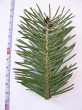 duglaska tisolistá (Pseudotsuga menziesii) - vetvička s ihlicami - spodná strana