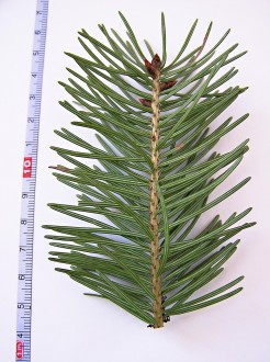 duglaska tisolistá (Pseudotsuga menziesii) - vetvička s ihlicami - spodná strana