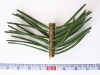 duglaska tisolistá (Pseudotsuga menziesii) - vetvička s ihlicami - spodná strana
