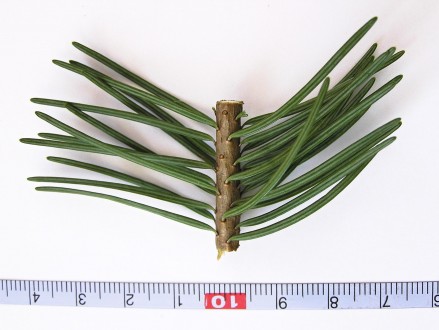duglaska tisolistá (Pseudotsuga menziesii) - vetvička s ihlicami - spodná strana