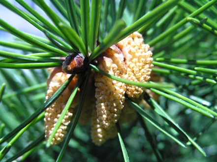 duglaska tisolistá (Pseudotsuga menziesii) -  ♂  šištice