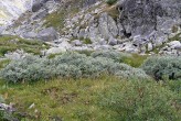 vŕba švajčiarska (Salix helvetica)