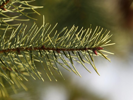 duglaska tisolistá (Pseudotsuga menziesii)