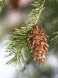 duglaska tisolistá (Pseudotsuga menziesii) - zelená (Pseudotsuga menziesii subsp. viridis)