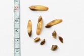 duglaska tisolistá (Pseudotsuga menziesii) - semeno