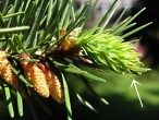 duglaska tisolistá (Pseudotsuga menziesii) - samičia šištica (s dlhými trojhrotými podpornými šupinami)