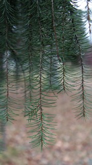 smrek kalifornský (Picea breweriana) -  z hlavných konárov prevísajú hrebeňovito nadol mäkké konáre vyšších rádov