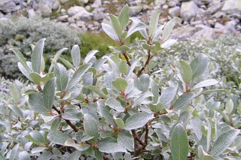 vŕba švajčiarska (Salix helvetica) - dekoratívne listy