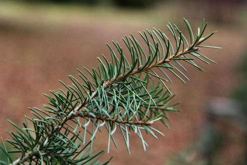 smrek kalifornský (Picea breweriana)