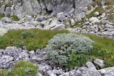 vŕba švajčiarska (Salix helvetica)