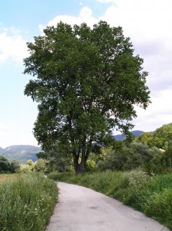 topoľ čierny (Populus nigra)