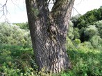topoľ čierny (Populus nigra) - borka