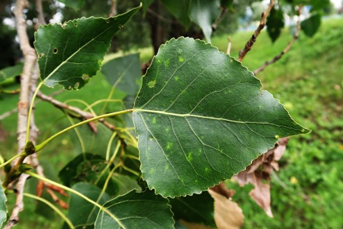 topoľ čierny (Populus nigra) - vrchná strana