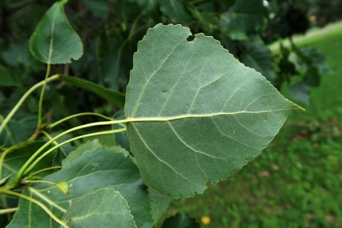 topoľ čierny (Populus nigra) - spodná strana