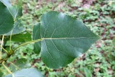 topoľ čierny (Populus nigra) - vrchná strana