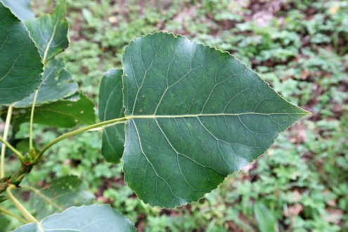 topoľ čierny (Populus nigra) - vrchná strana