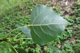 topoľ čierny (Populus nigra) - spodná strana