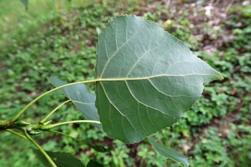 topoľ čierny (Populus nigra) - spodná strana