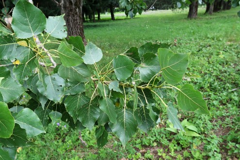 topoľ čierny (Populus nigra) - vetvička s listami