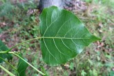 topoľ čierny (Populus nigra)