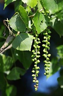 topoľ čierny (Populus nigra) - dozrievajúce tobolky