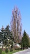 topoľ čierny (Populus nigra) - úzka stĺpovitá forma tzv. topoľ vlašský (Populus nigra – pyramidalis)