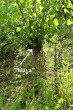 topoľ čierny (Populus nigra) - klon v hlavovej škôlke, z ktorého sa získavajú rezky na pestovanie sadeníc
