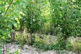topoľ čierny (Populus nigra) - klony v hlavovej škôlke