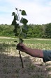 topoľ čierny (Populus nigra) - sadenica z klonu určená v budúcnosti na výsadbu