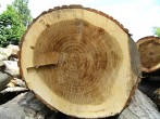 topoľ čierny (Populus nigra) - prierez kmeňom kríženca topoľov čiernych (klonom)