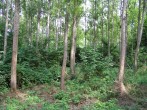 topoľ čierny (Populus nigra) - porast šľachtených topoľov čiernych a amerických (klonov)