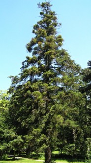 jedľa španielska (Abies pinsapo) - Park Topoľčianky (2005)