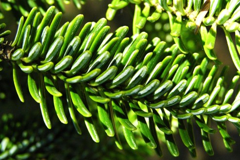 jedľa španielska (Abies pinsapo)