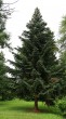 jedľa španielska (Abies pinsapo) - Prírodný park kaštieľa Betliar