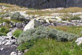 vŕba švajčiarska (Salix helvetica)